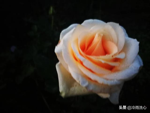 花束照片（女生朋友圈发花的图片什么意思？）