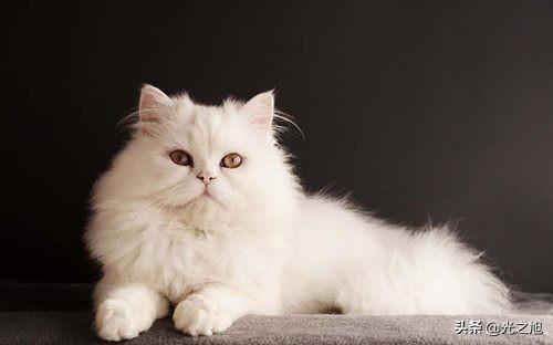 猫和狗那个更忠诚于主人,第2张