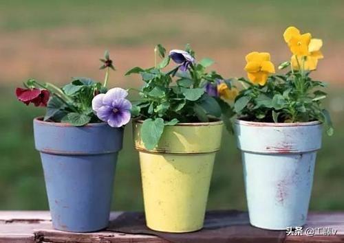 鲜花网订购盆花（鲜花网上订购平台）