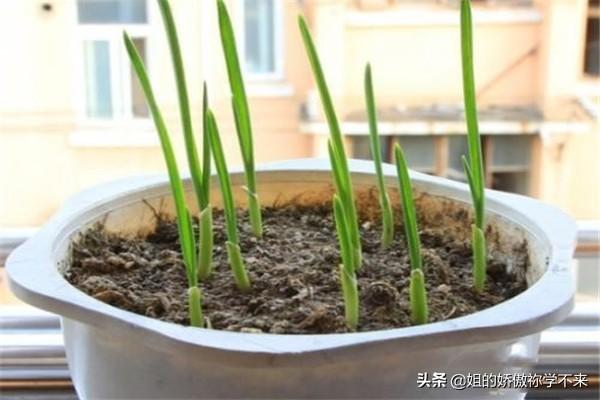 洋葱种植阳台,洋葱种植阳台种植方法