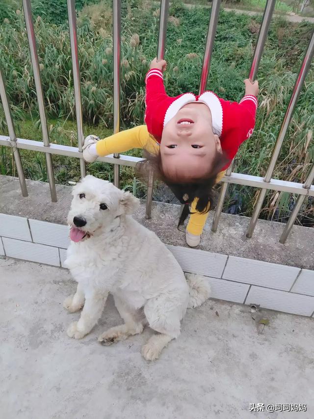 寵物與嬰兒?寵物與嬰兒故事!