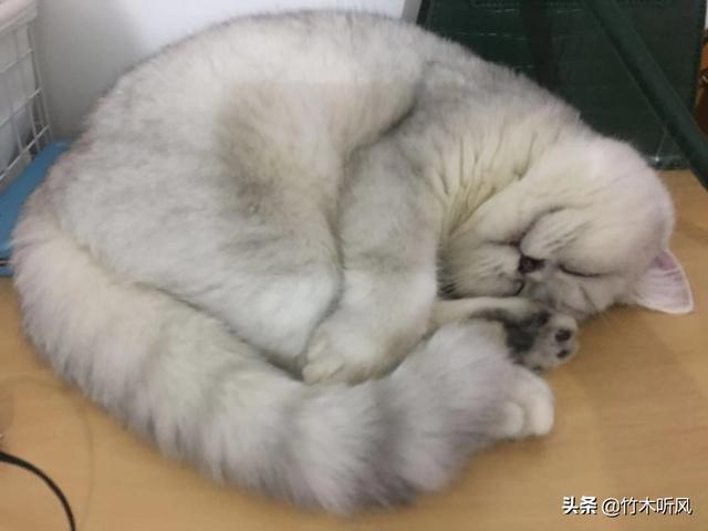 我家有一只狗，会跟猫咪抢猫粮？反常吗？对小狗有什么不好,第3张