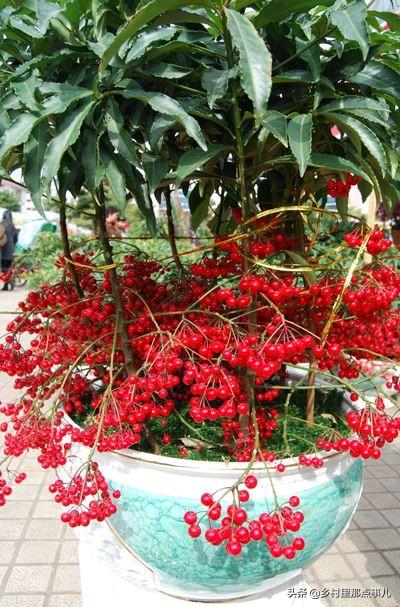 花金子绿植盆景怎么养护和管理(图5)