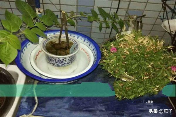 花卉种植图片 浇水方法