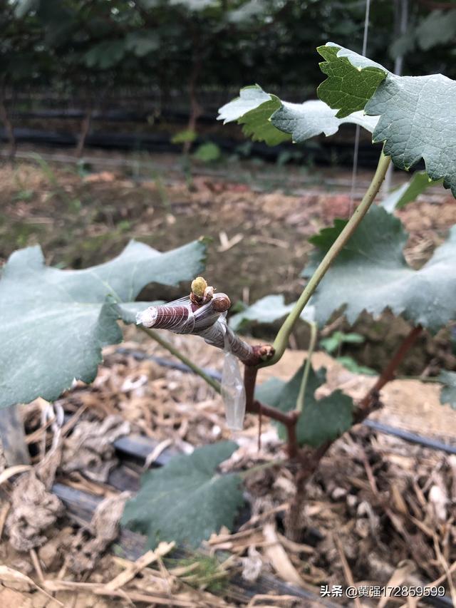 果园水果葡萄种植技术视频,果园水果葡萄种植技术视频教程