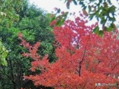 [秋天有什么]秋天的事物都有哪些？