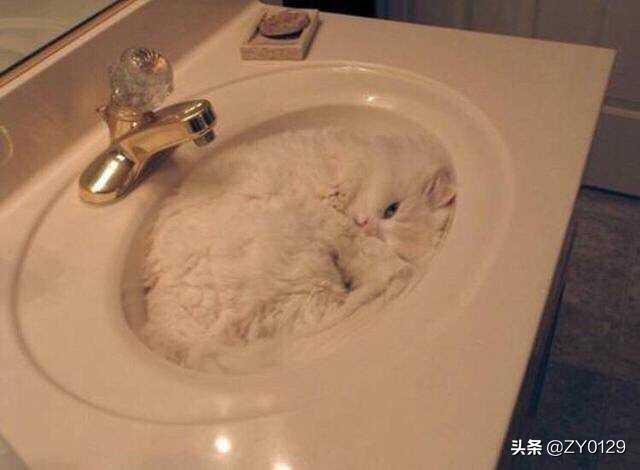 如何让猫和狗和平相处,第2张