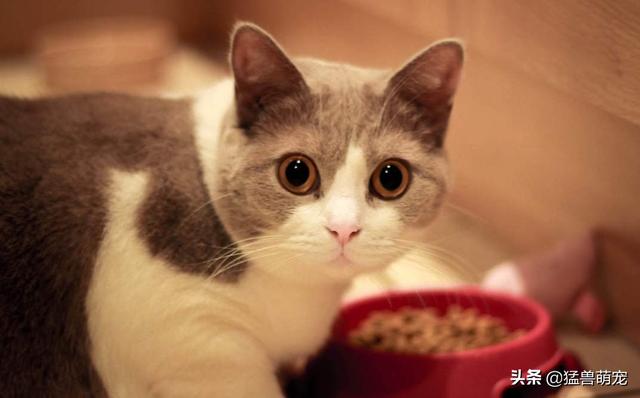 猫吃了猫草拉稀正常吗,猫吃了猫草拉稀正常吗怎么办