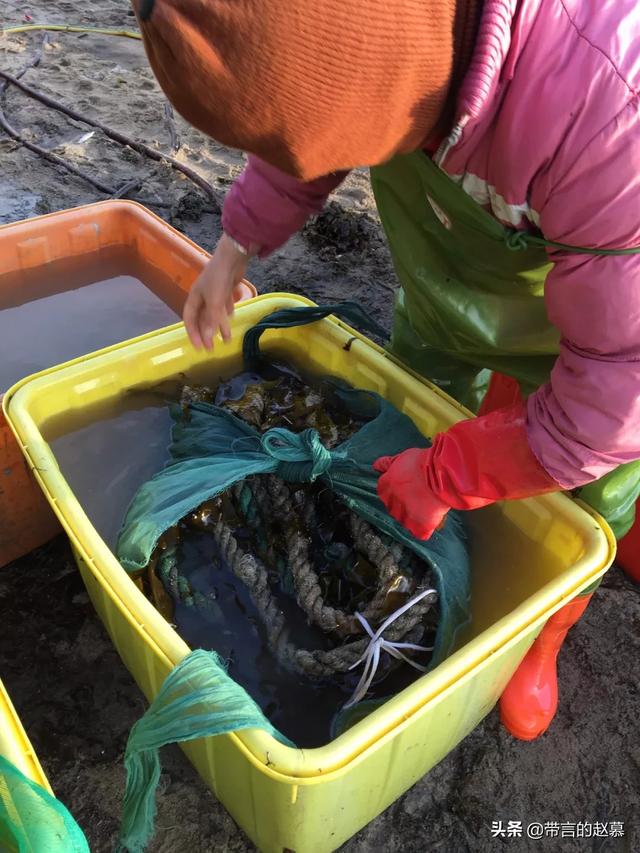 海带种植方法，海带种植方法和步骤