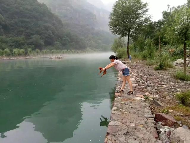 怎么带狗狗出门旅游,第3张