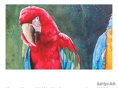 如何训练鹦鹉说话,第1张