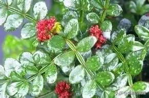 灯笼花什么时候开花（灯笼花开花的时间）