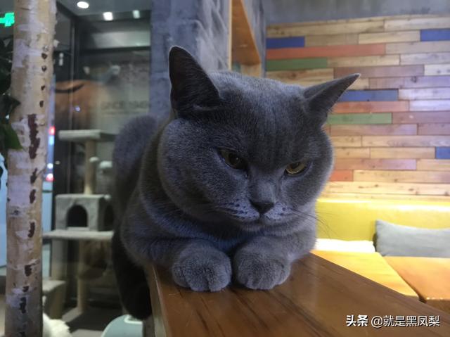 宠物行业发展前景怎么样,第3张