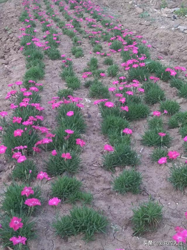 家庭种植草坪选什么品种好,第8张