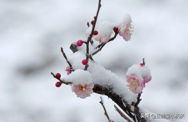 为有暗香来拼音为有暗香来还是为有暗香来拼音