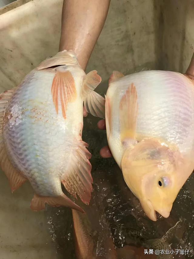 养殖四大家鱼中后期要注意什么？玉米防锈最佳时间？