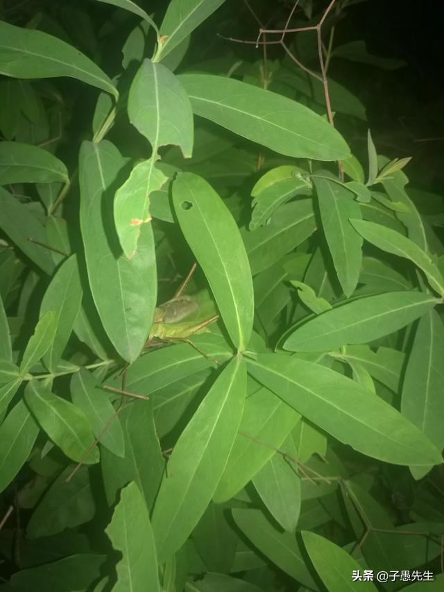 诗词和文章哪个好学些知识，诗词和文章哪个好学些知识点