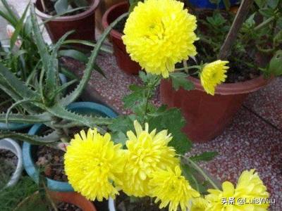 花园假山鱼池边种植树,花园假山鱼池边种植树好吗