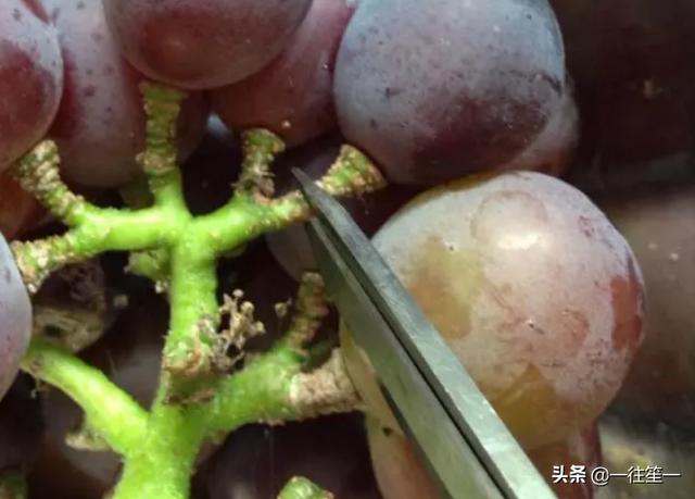 如何清洗葡萄(如何清洗葡萄干才最干净)