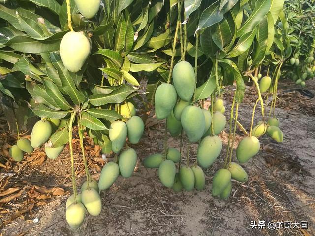 云南丽江市古城区农事体验山庄哪家口碑最好,丽江古城区农家乐