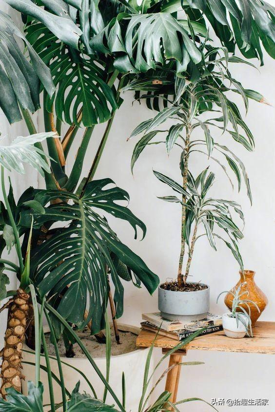 新栽培的太阳花怎么养护和管理(图5)