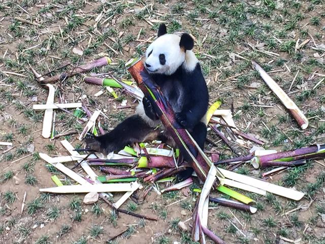 云南丽江市古城区采摘山庄电话+地址,丽江采摘园