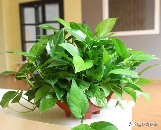 室内绿植养护小知识-绿植养护知识和方法