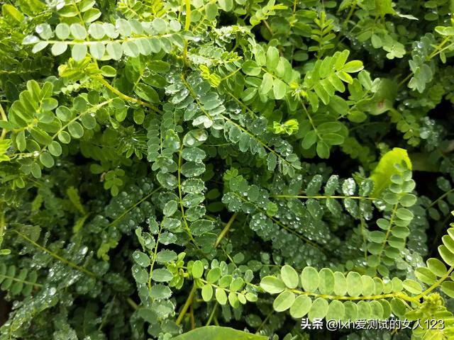 高山菜做法家常做法大全(图24)