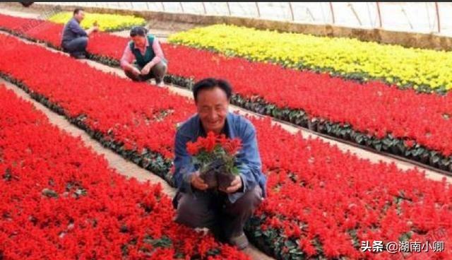 想学花卉种植培训-想学花卉种植培训怎么学