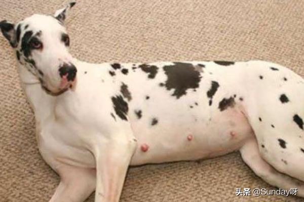 女性怀孕后期吃什么好呢(图6)