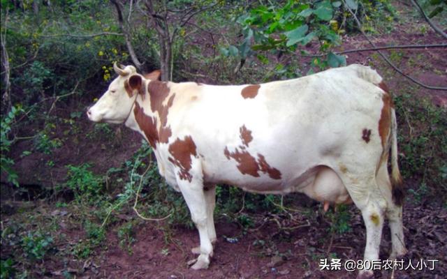 桂林市哪里有养羊基地