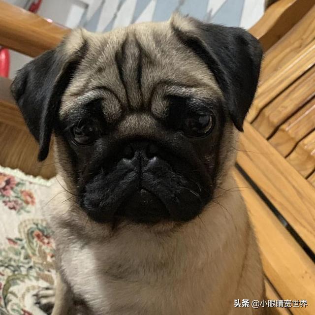 八哥狗?八哥狗狗照片!