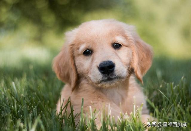 金毛幼犬到家后需要知道什么