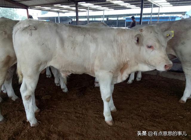 现在的牛犊多少钱一只啊 先出一只脚有什么办法让老母牛顺利的把小牛生出来？