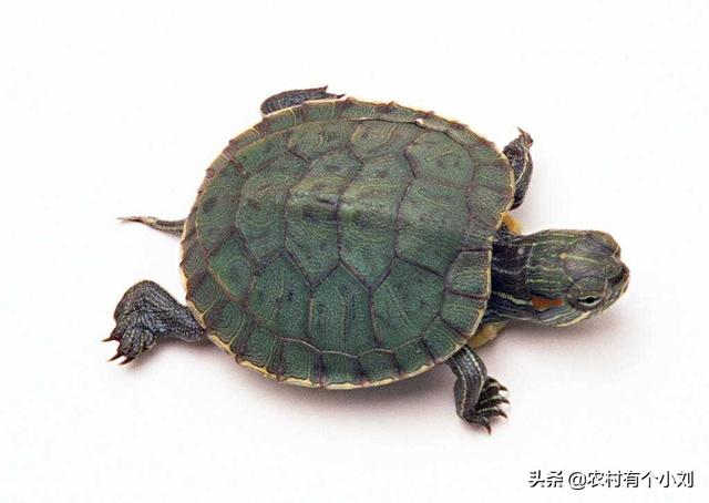 农村养殖致富好项目 农村养乌龟赚钱可行吗？