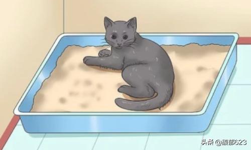如何训练猫咪使用猫砂盆,第3张