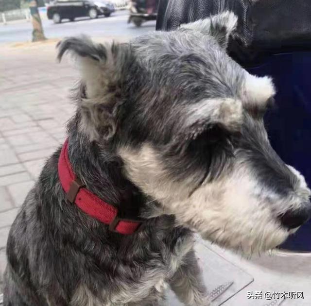 新手饲养雪纳瑞需要注意什么,第1张