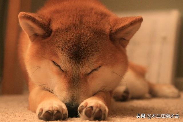什么寵物最好看?什么寵物最好看圖片!