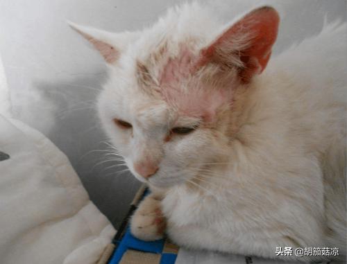 如何防止猫癣,第1张