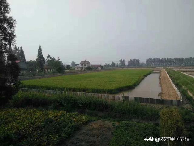 低成本养殖业什么最赚钱农村的 大家好，我家有个鱼塘请问养什么简单，成本低，收入还丰富？