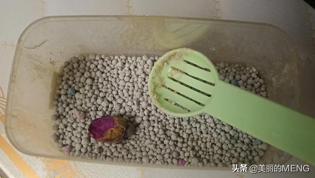 美麗寵物?美麗寵物游戲!