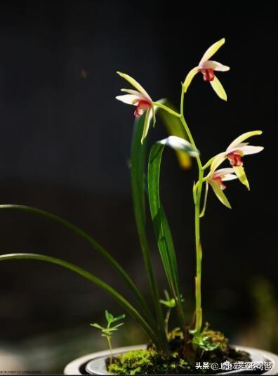 果园种植兰花怎么样,果园种植兰花怎么样施肥