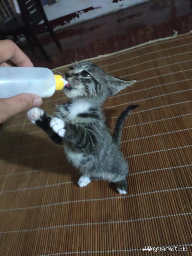 刚出生一个月的小猫当如何喂养,第9张