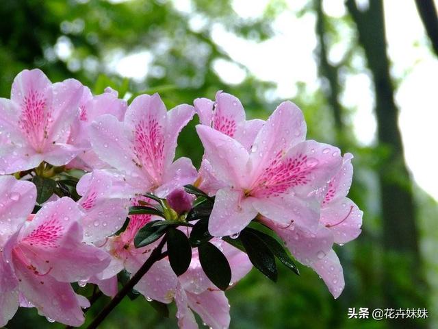 花卉种植的方法 施肥是什么,花卉种植的方法 施肥是什么意思