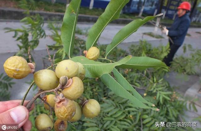 驱虫花草树木 种植时间,驱虫花草树木 种植时间表