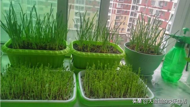 阳台冬季种植蔬菜,阳台冬季种植蔬菜有哪些