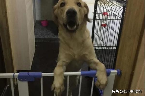 犬皮膚病?犬皮膚病用什么藥!