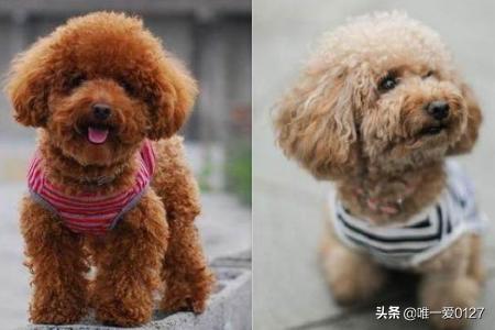 如何养好泰迪狗，怎么养好泰迪犬，泰迪怎么养