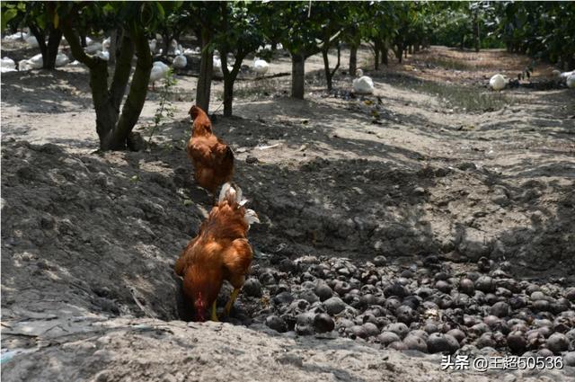 果园种植什么动物赚钱好,果园种植什么动物赚钱好呢