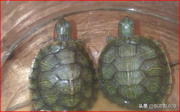 别人放养的乌龟怎么吃